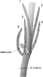 Attēlu rezultāti vaicājumam “Chara aspera”