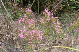 Attēlu rezultāti vaicājumam “Centaurium erythraea bud”
