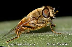 Attēlu rezultāti vaicājumam “Eristalis sp.”