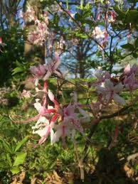 Attēlu rezultāti vaicājumam “Rhododendron periclymenoides”