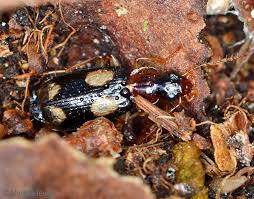 Attēlu rezultāti vaicājumam “Griselda ustomaculana”