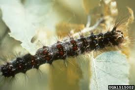 Attēlu rezultāti vaicājumam “Lymantria dispar larva”