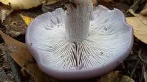 Attēlu rezultāti vaicājumam “Lepista sp.”