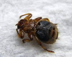 Attēlu rezultāti vaicājumam “Lipoptena cervi”