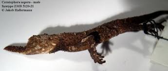 Attēlu rezultāti vaicājumam “Chara aspera male”