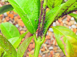 Attēlu rezultāti vaicājumam “Drepanosiphum platanoidis exuvia”