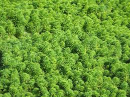 「粉綠狐尾藻」的圖片搜尋結果