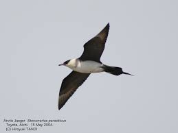 Attēlu rezultāti vaicājumam “Stercorarius parasiticus adult”