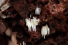 Attēlu rezultāti vaicājumam “Mucronella bresadolae”