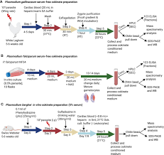Attēlu rezultāti vaicājumam “undetermined plasmodium”