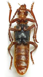 Attēlu rezultāti vaicājumam “Rhamnusium bicolor”