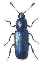 Attēlu rezultāti vaicājumam “Necrobia violacea”