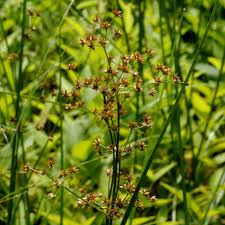 Attēlu rezultāti vaicājumam “Juncus alpinoarticulatus leaf”
