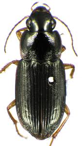 Attēlu rezultāti vaicājumam “Tachyta nana”