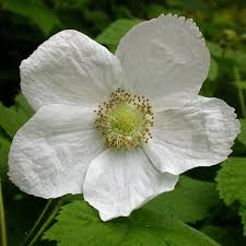 Attēlu rezultāti vaicājumam “Rubus parviflorus”