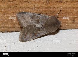 Attēlu rezultāti vaicājumam “Orthosia populeti”