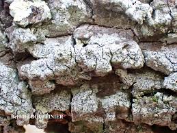 Attēlu rezultāti vaicājumam “Cliostomum corrugatum”