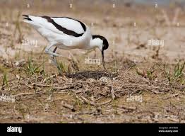 Attēlu rezultāti vaicājumam “Recurvirostra avosetta”