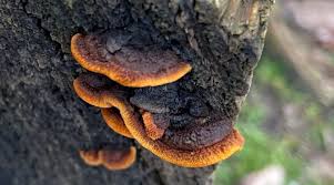 Attēlu rezultāti vaicājumam “Gloeophyllum sepiarium”