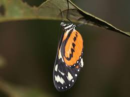 Attēlu rezultāti vaicājumam “Lepidoptera”