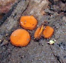 Attēlu rezultāti vaicājumam “Scutellinia scutellata”