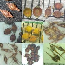 Attēlu rezultāti vaicājumam “Rhynchospora alba fruit”