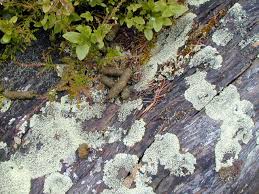 Attēlu rezultāti vaicājumam “Parmeliopsis ambigua”