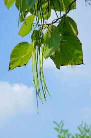 Attēlu rezultāti vaicājumam “Catalpa ovata leaf”