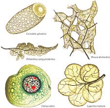 Attēlu rezultāti vaicājumam “Cicindela sylvatica imago”