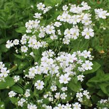 Image result for Gypsophila elegans