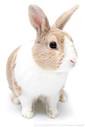 Rabbits : Dutch Rabbit