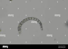 Attēlu rezultāti vaicājumam “Sphagnum teres”