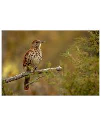 Image result for Toxostoma rufum