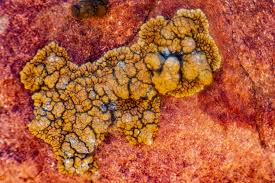 Attēlu rezultāti vaicājumam “Lignydium muscorum macro”