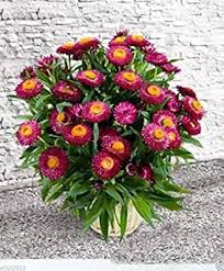 Image result for Helichrysum bracteatum
