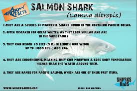 Image result for Lamna ditropis