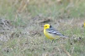 Attēlu rezultāti vaicājumam “Motacilla citreola male”