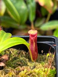 Attēlu rezultāti vaicājumam “Edwardsiana geometrica”