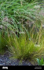 Attēlu rezultāti vaicājumam “Deschampsia flexuosa”