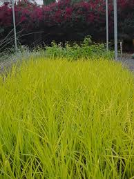 Attēlu rezultāti vaicājumam “Carex elata flower”