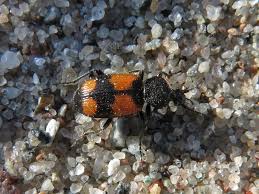 Attēlu rezultāti vaicājumam “Panagaeus cruxmajor”