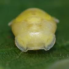 Attēlu rezultāti vaicājumam “Calvia decemguttata larva”