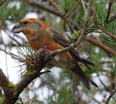 Attēlu rezultāti vaicājumam “Loxia pytyopsittacus”