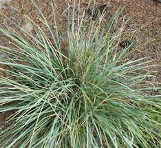Attēlu rezultāti vaicājumam “Sesleria caerulea leaf”