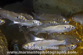 Image result for Mugil curema