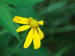 Attēlu rezultāti vaicājumam “Reticularia lobata young”