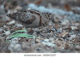 Attēlu rezultāti vaicājumam “Scolopax rusticola”