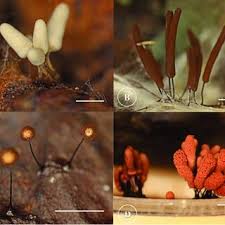 Attēlu rezultāti vaicājumam “Arcyria denudata young”