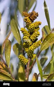Attēlu rezultāti vaicājumam “Myrica gale fruit”