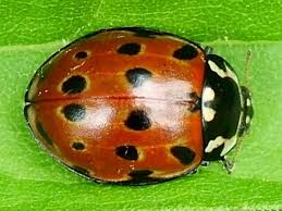 Attēlu rezultāti vaicājumam “Anatis ocellata”